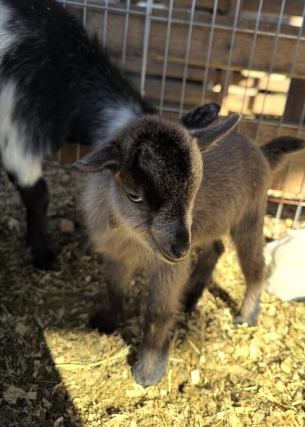 Pygmy goat