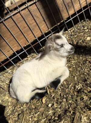 Pygmy goat