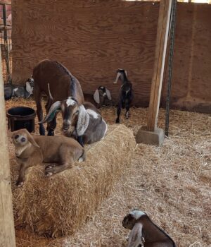 Nubian goats
