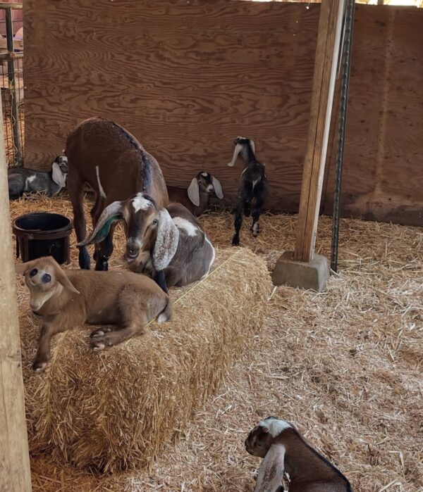 Nubian goats