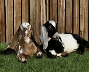 Nubian goats
