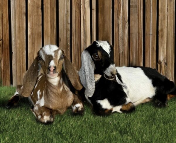 Nubian goats