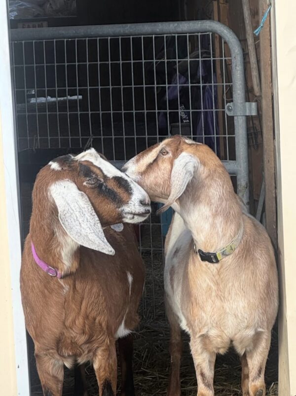 Nubian goats