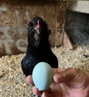 Black Amaraucana