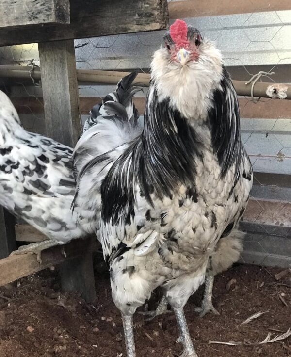 Splash Ameraucana