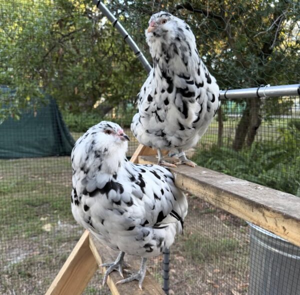 Ameraucana