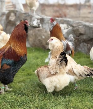 Wheaten Ameraucana