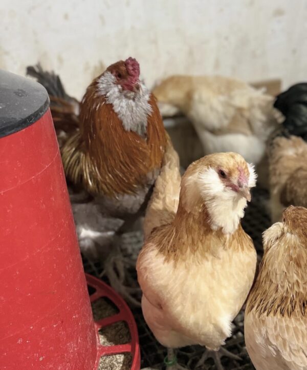 Wheaten Ameraucana pullets