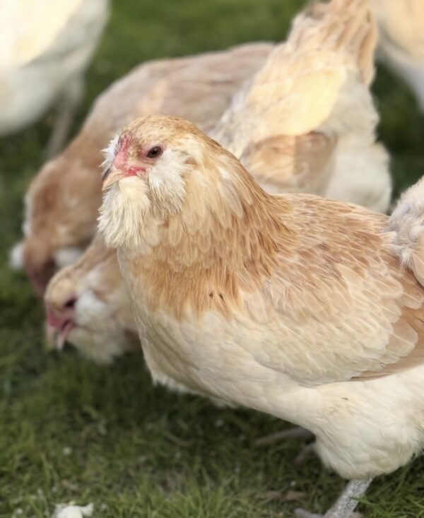 Wheaten Ameraucana pullets
