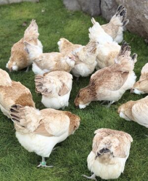 difference between chicken and hen
