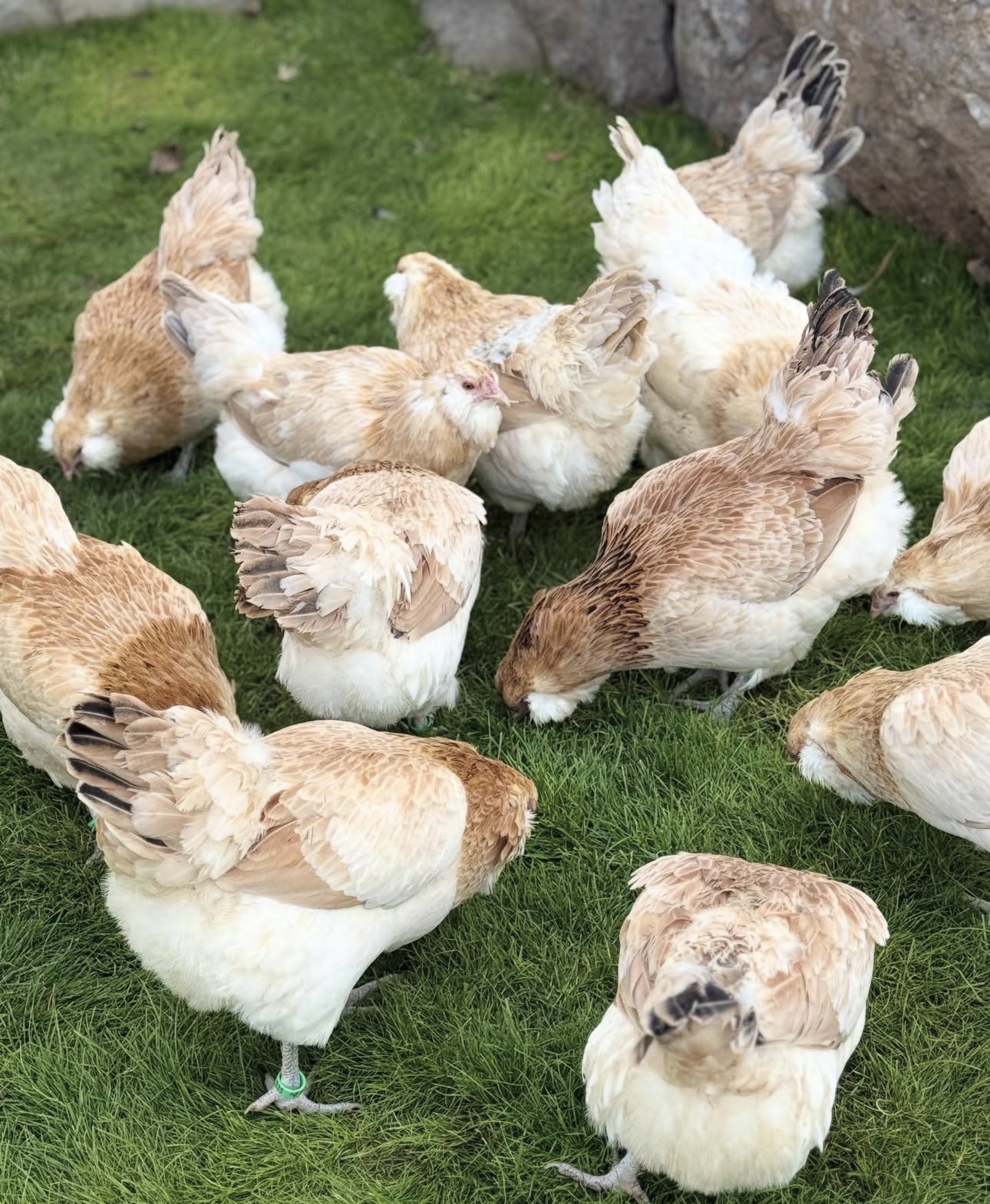 difference between chicken and hen