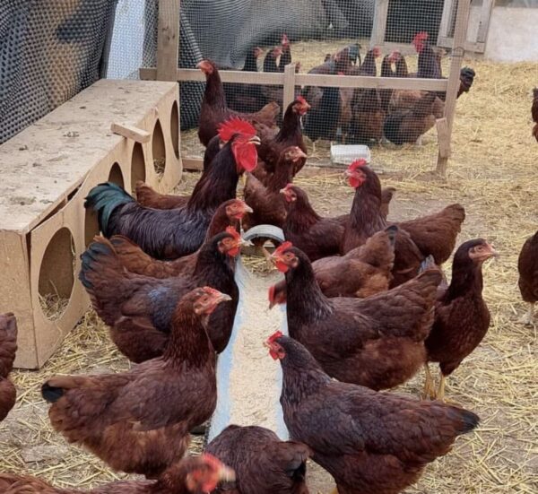 Rhode Island Red
