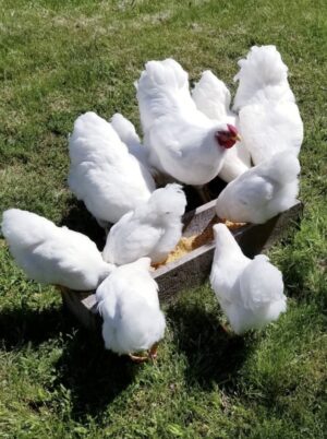 White Wyandotte