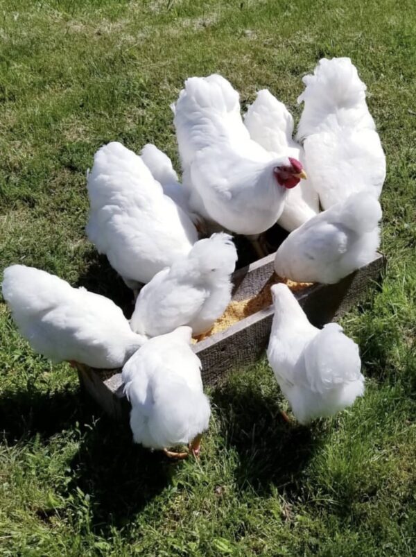 White Wyandotte
