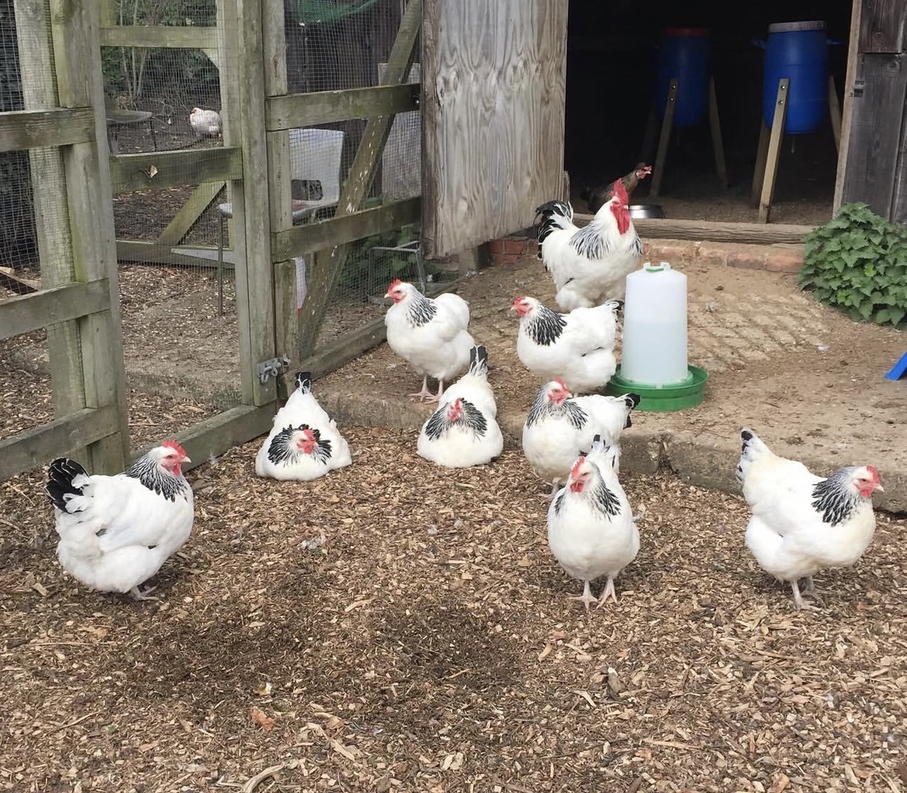 difference between chicken and hen