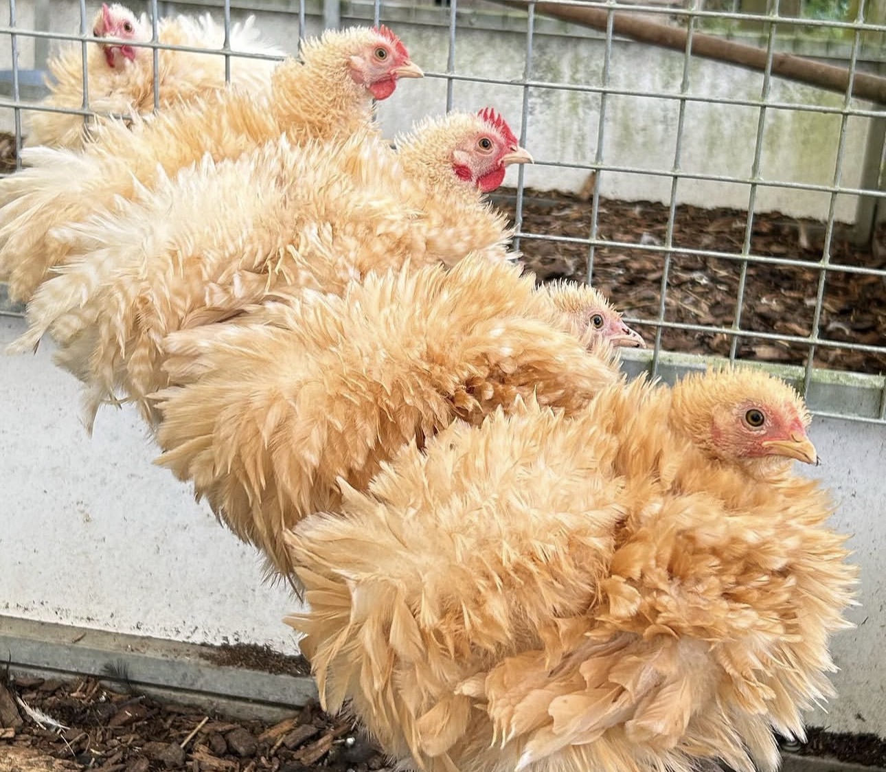 Chickens for sale