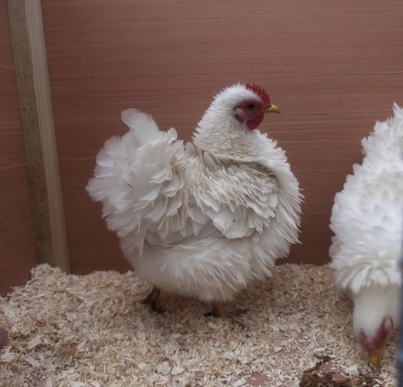 Silkie chickens for sale