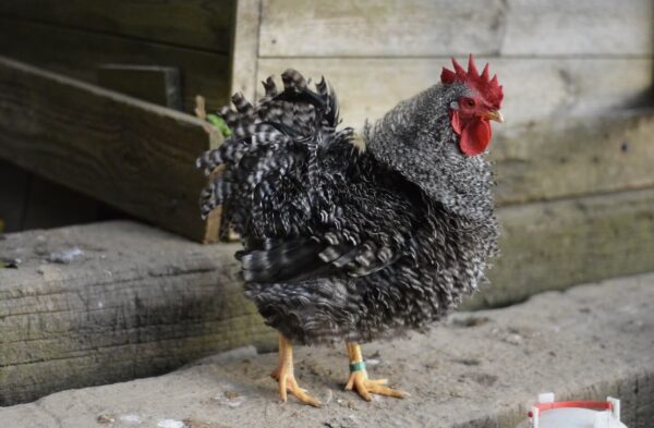 Frizzle