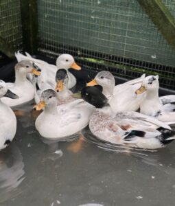 Call ducks for sale