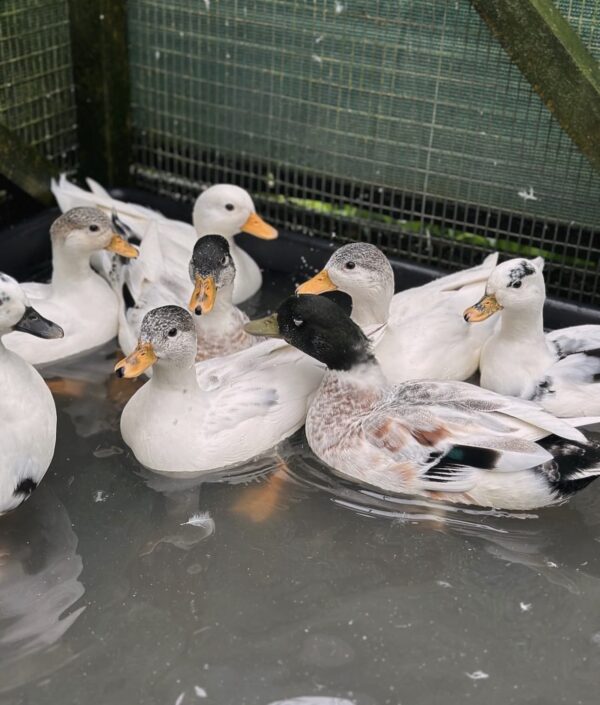 Call ducks