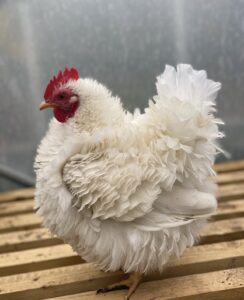 Frizzle near me for sale