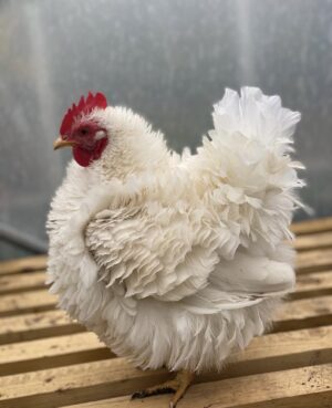 Frizzle
