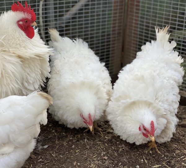 Frizzle hens