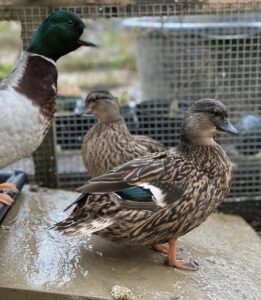 free local and free shipping Call duck hens for sale