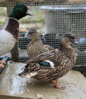 Call duck