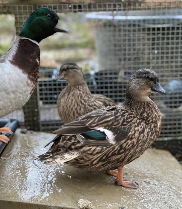 Call duck