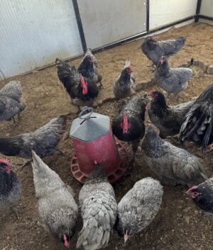 Australorps