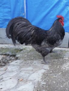 Blue Australorp rooster for sale
