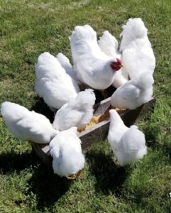 White Wyandotte for sale