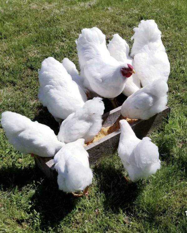 White Wyandotte