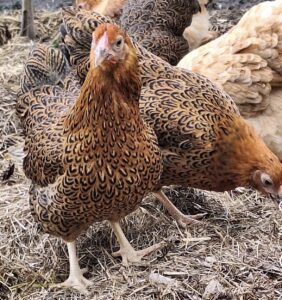 Wyandotte pullets for sale