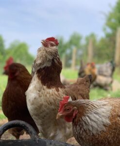 Salmon Faverolle pullets for sale – young hens ready to lay. 5–7 month old started pullets. Skip baby chick stage. Order today.