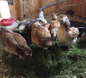 buy Salmon Faverolle chickens