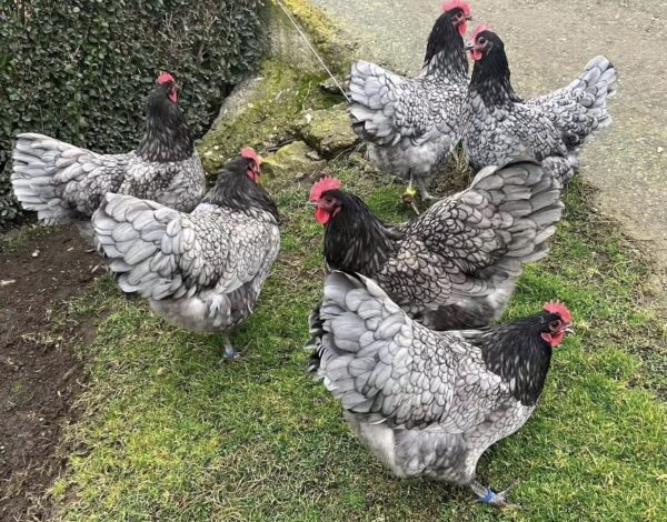 australorp hens for sale australorp hens for sale
