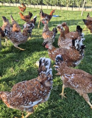 Tringjyrshet Kosove hens