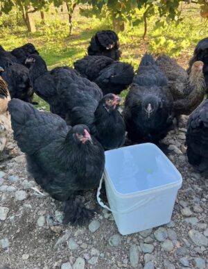 Black Brahma hens