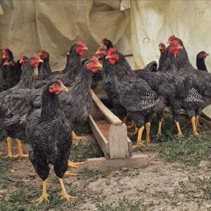 Plymouth Rock hens