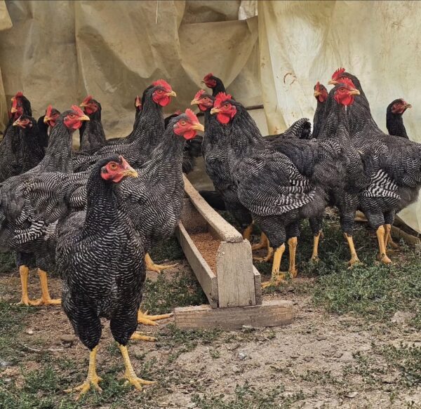 Plymouth Rock hens