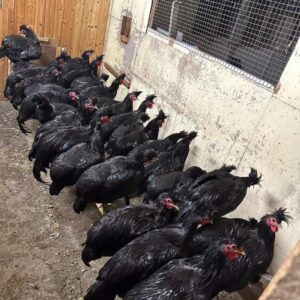 Kendimgjat Kosova hens