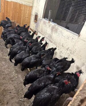Kendimgjat Kosova hens