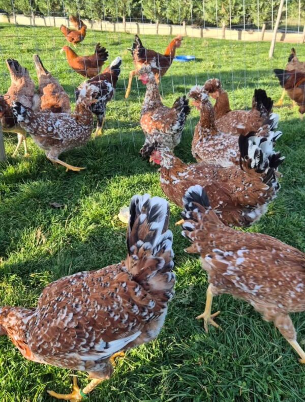 Plymounth Rock Chickens