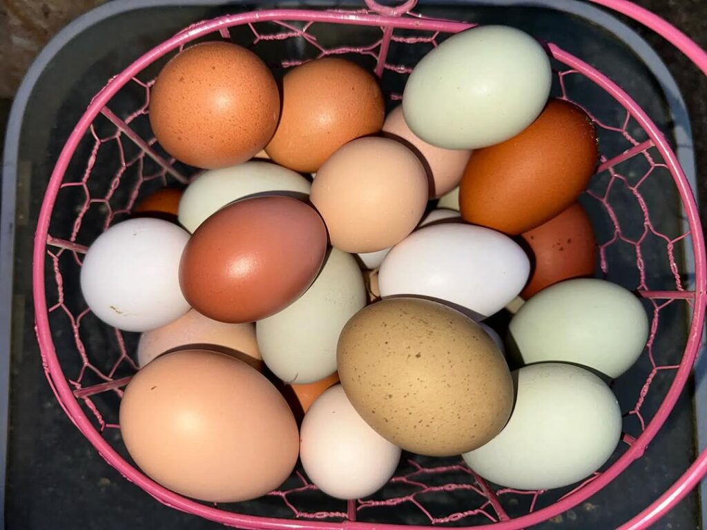 silkie chicken eggs