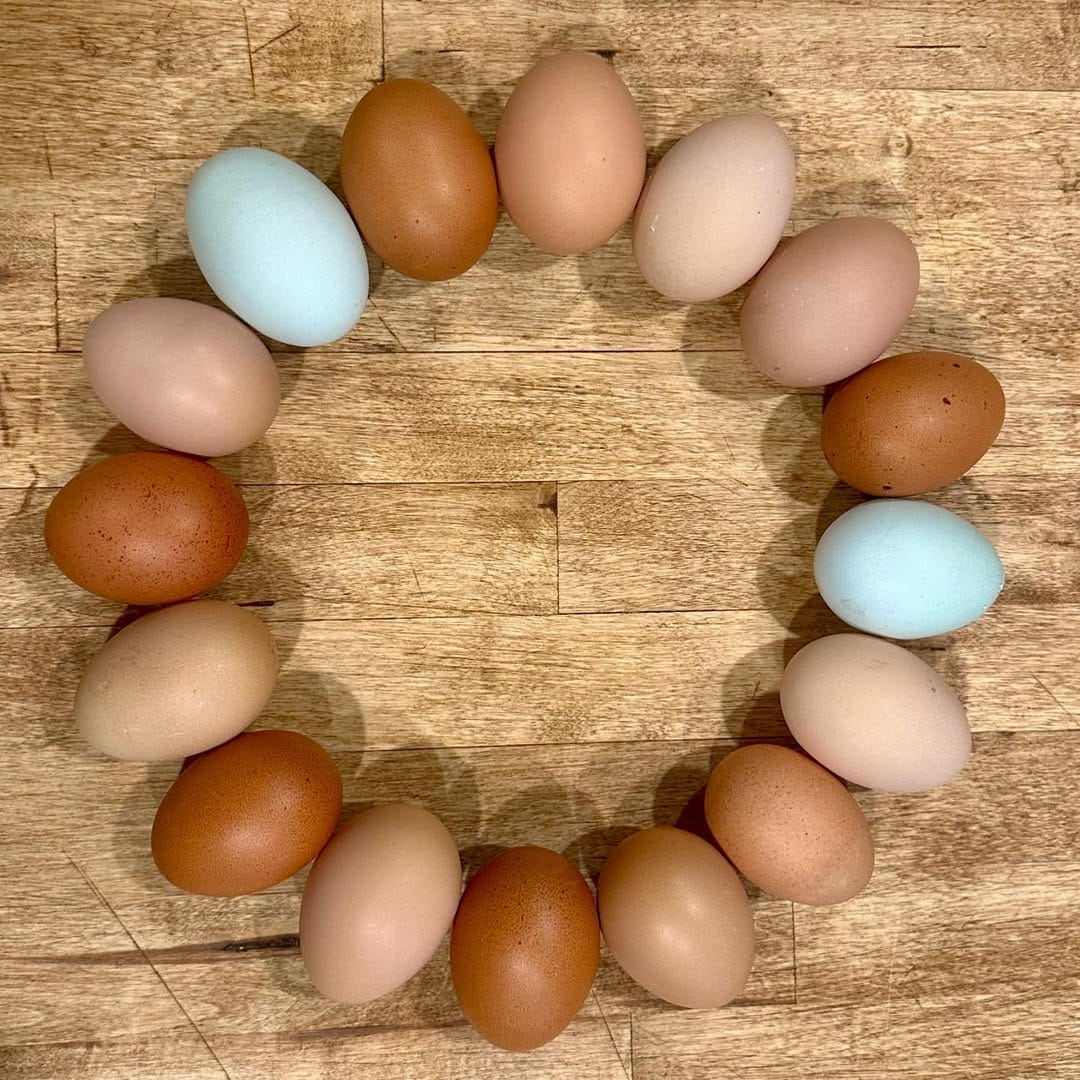 what color eggs do speckled sussex lay