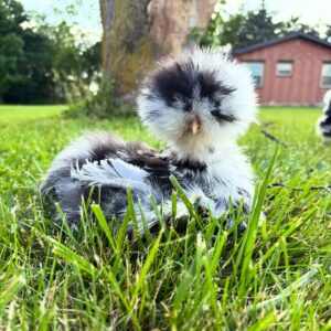 Silkies