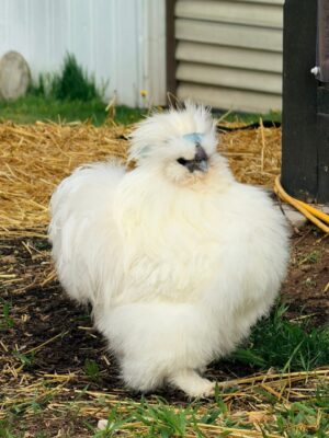 SILIKES SILKIES (HENS)