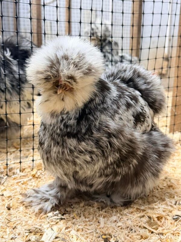 SILKIES (HENS)